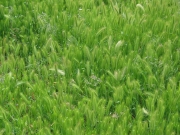 wild barley, mouse barley (Hordeum leporinum)
