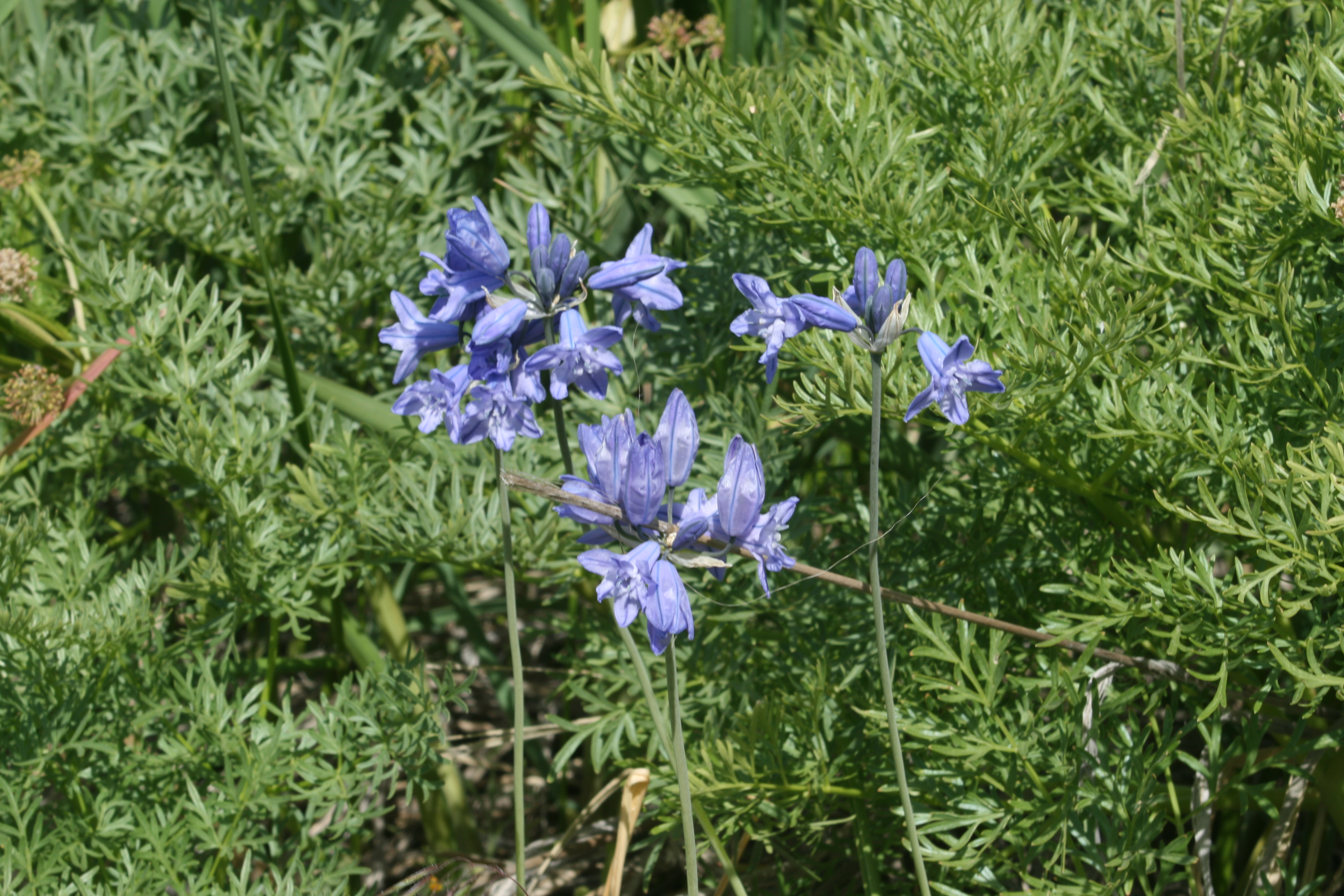 wild hyacinth brodiaea, Douglas' brodiaea (Brodiaea douglasii)