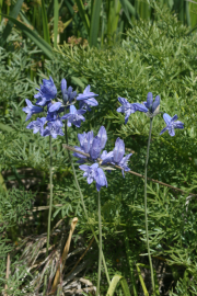 wild hyacinth brodiaea, Douglas' brodiaea (Brodiaea douglasii)