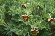wild peony (Paeonia brownii)