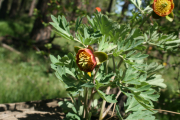 wild peony (Paeonia brownii)