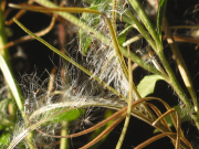panicle willowweed (Epilobium brachycarpum)