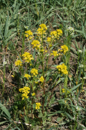 wintercress, american yellowrocket (Barbarea orthoceras)