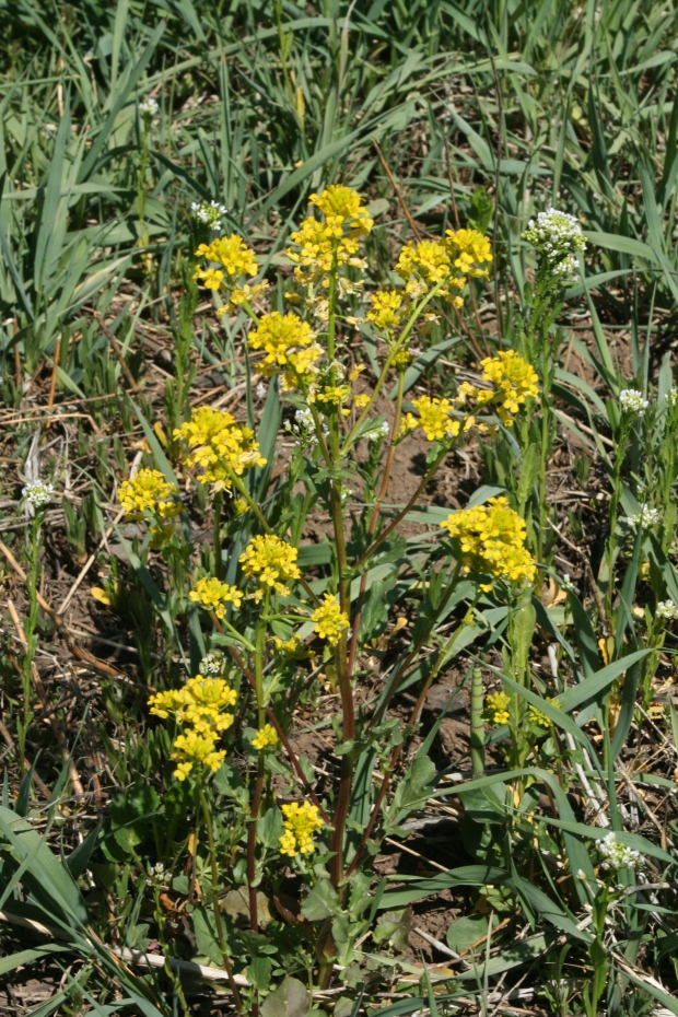 wintercress, american yellowrocket (Barbarea orthoceras)
