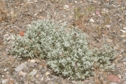 wormwood, white sage brush (Artemisia ludoviciana )