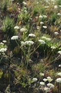 yampah (Perideridia gairdneri)