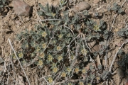 Yellow Alyssum (Alyssum alyssoides)