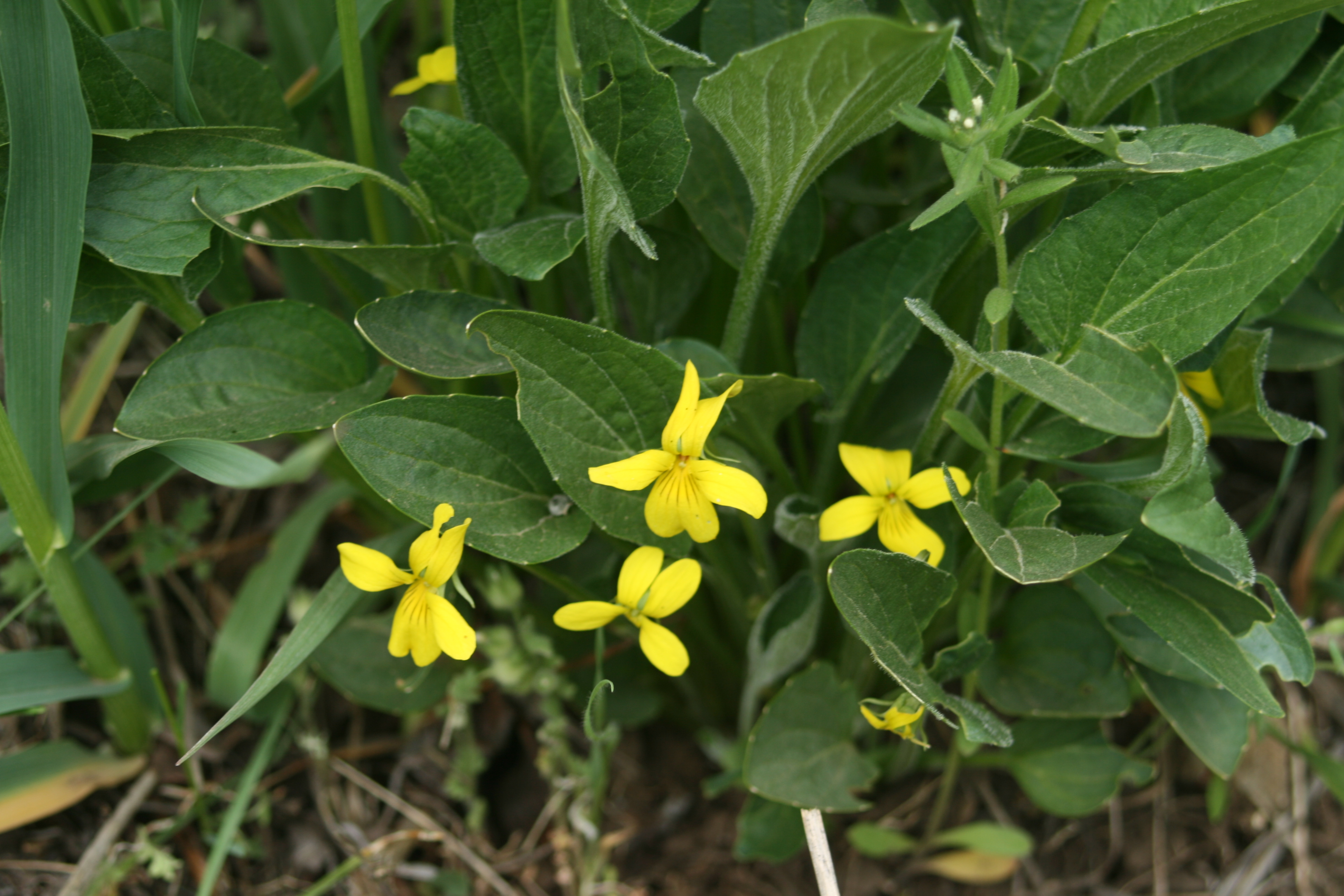 yellow violet (Viola nuttallii)