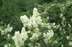 buckbrush, snowbush (Ceanothus velutinus)